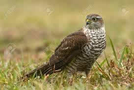 Sparrowhawk