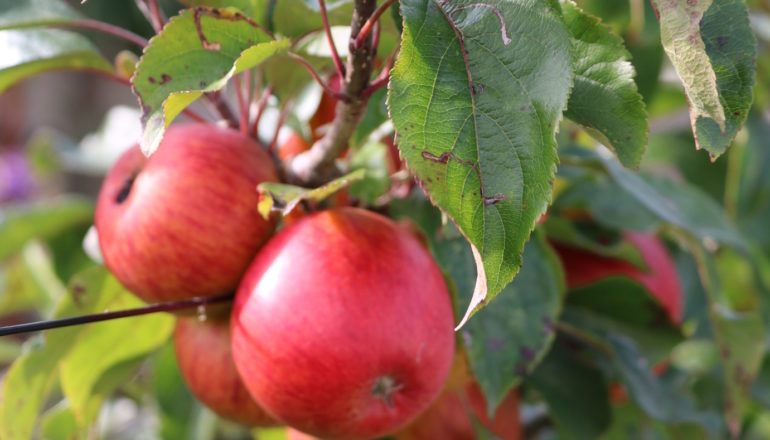 Home - Horfield and District Allotments
