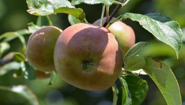 Home - Horfield and District Allotments