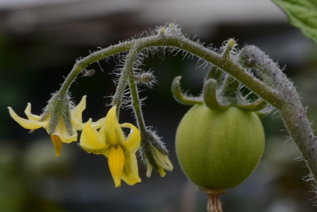 Gallery of allotment photos - Horfield and District Allotments